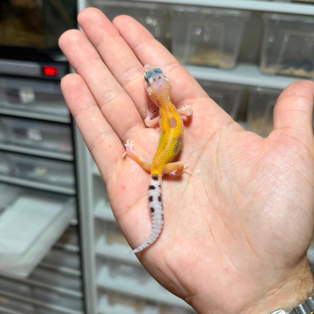 Eublepharis macularius baby – Múltiples fases disponibles - Imagen 6