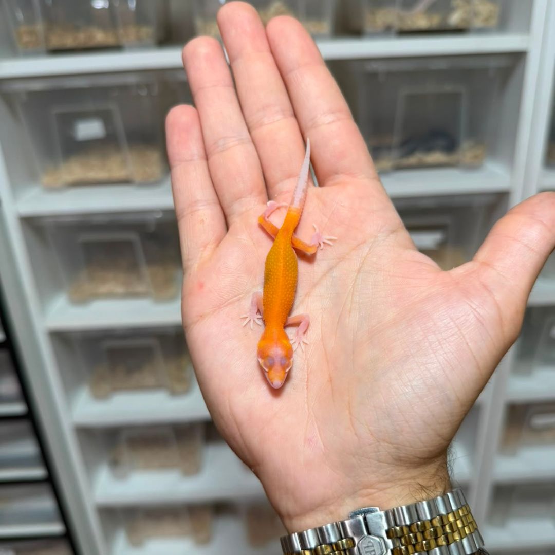 Eublepharis macularius baby – Múltiples fases disponibles - Imagen 7