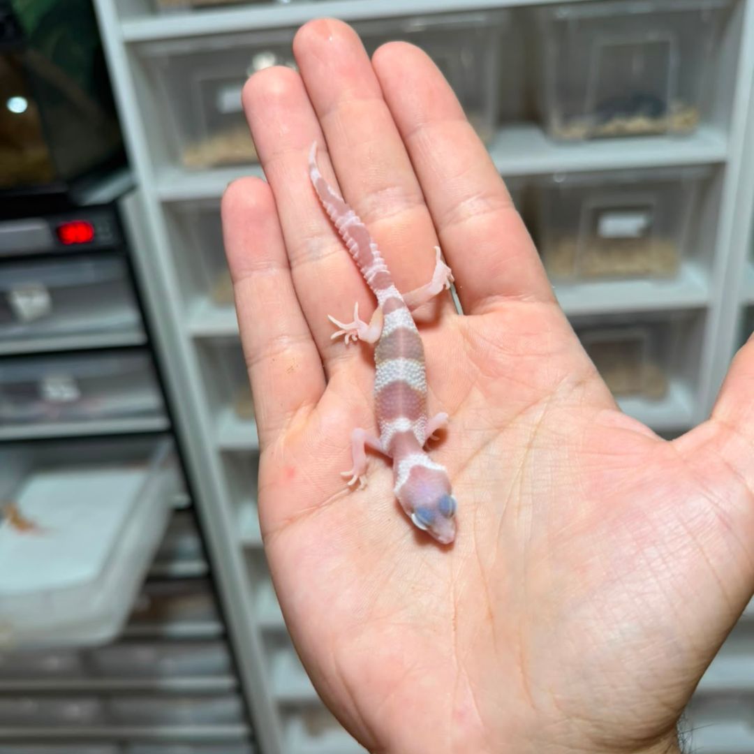 Eublepharis macularius baby – Múltiples fases disponibles - Imagen 8