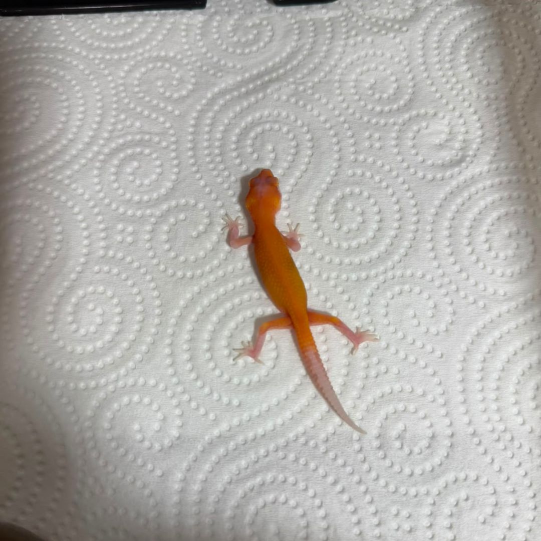 Eublepharis macularius baby – Múltiples fases disponibles - Imagen 9