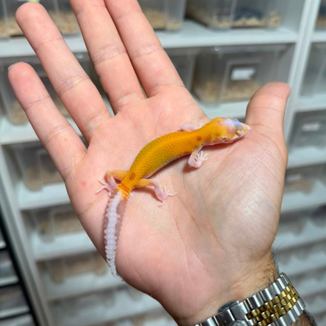 Eublepharis macularius baby – Múltiples fases disponibles - Imagen 10