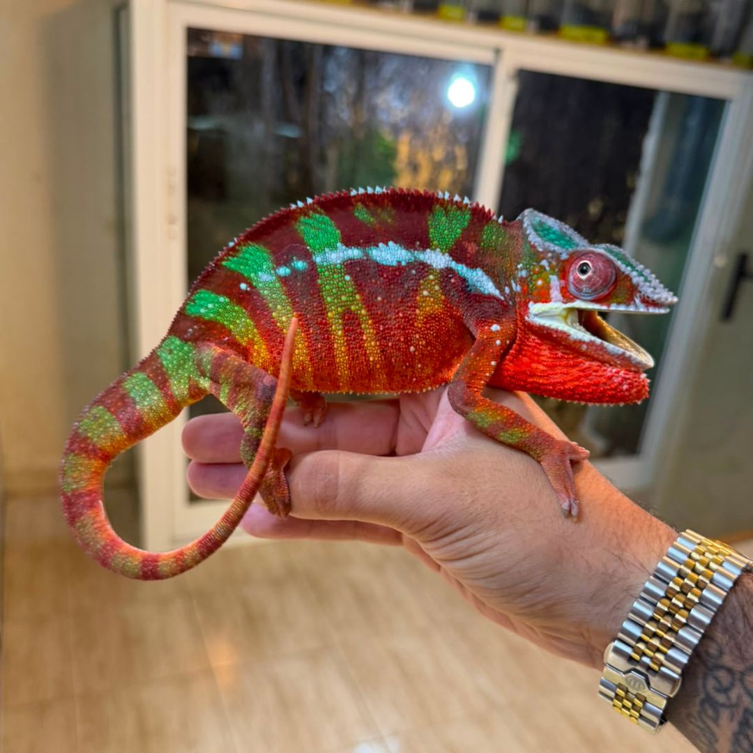 Furcifer pardalis “Ambilobe Red Bar” Pareja reproductora - Imagen 2