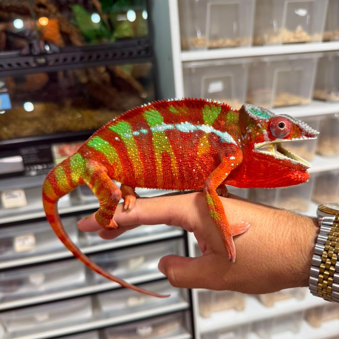Furcifer pardalis “Ambilobe Red Bar” Pareja reproductora