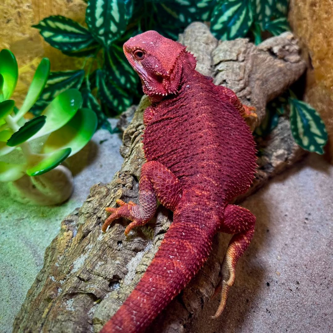 Pogona vitticeps Bloodred Hembra subadulta