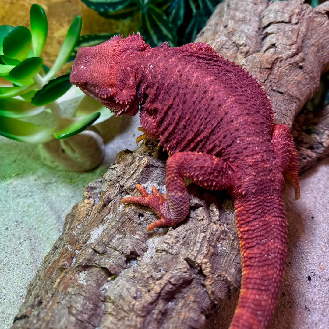 Pogona vitticeps Bloodred Hembra subadulta - Imagen 2