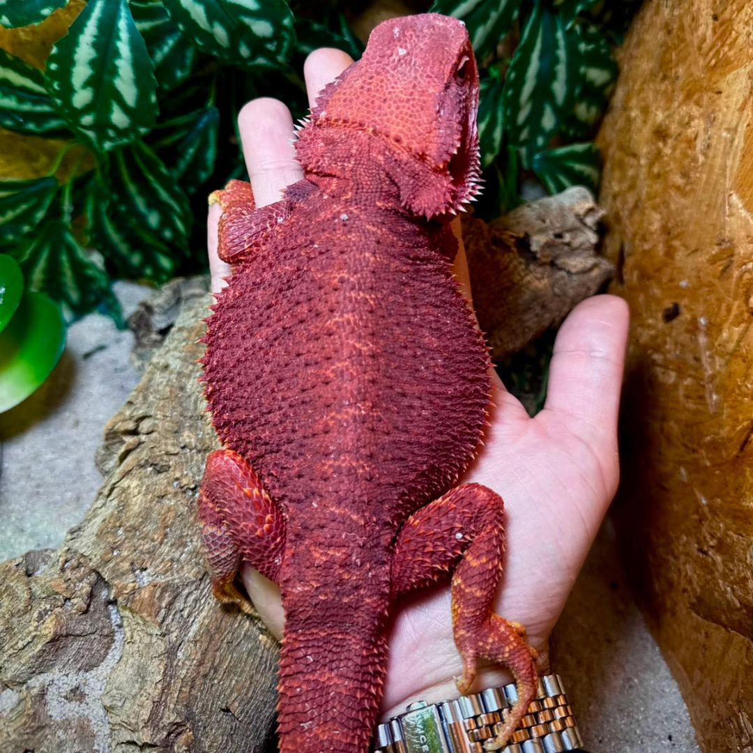Pogona vitticeps Bloodred Hembra subadulta - Imagen 3