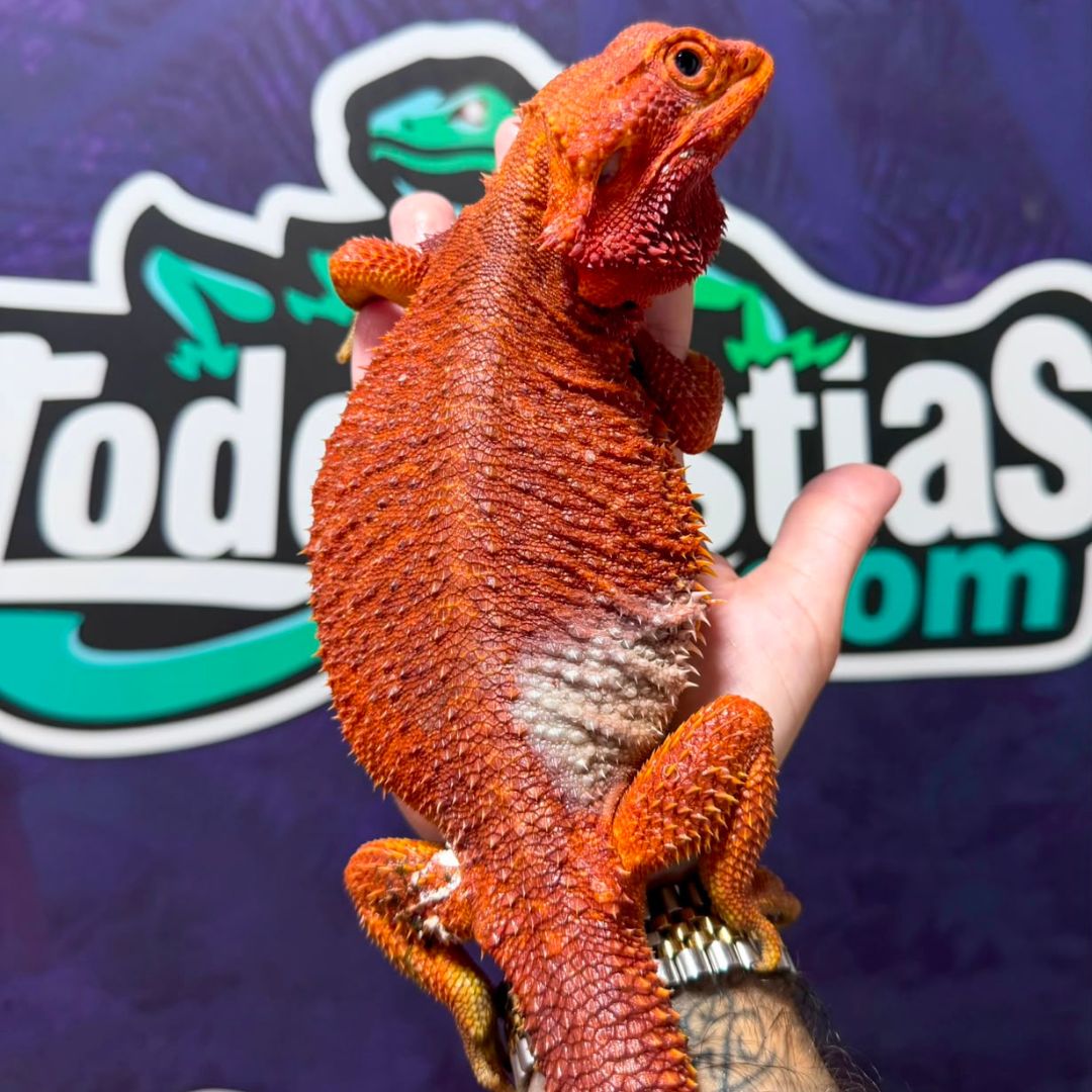 Pogona vitticeps Red Hypotrans