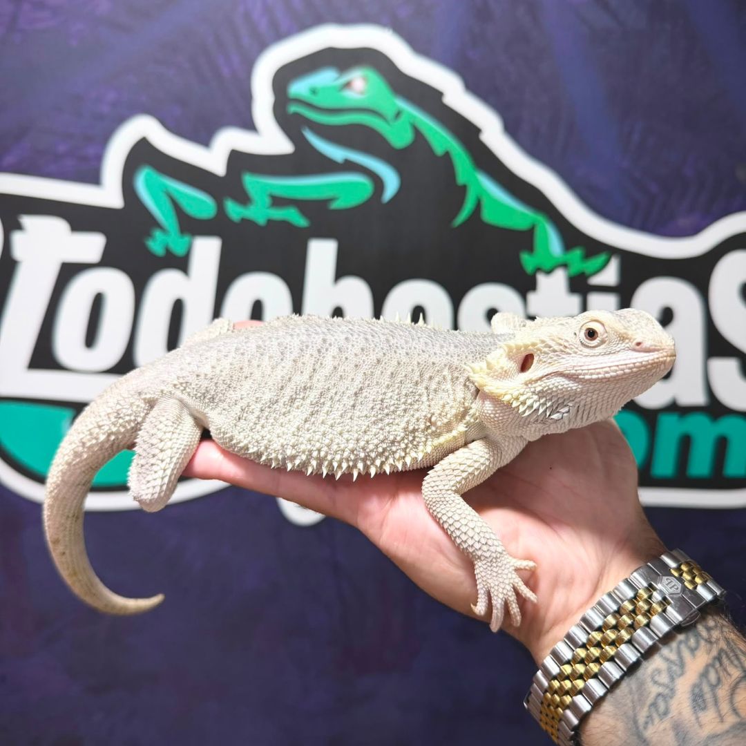 Pogona vitticeps Zero Snow - Imagen 2