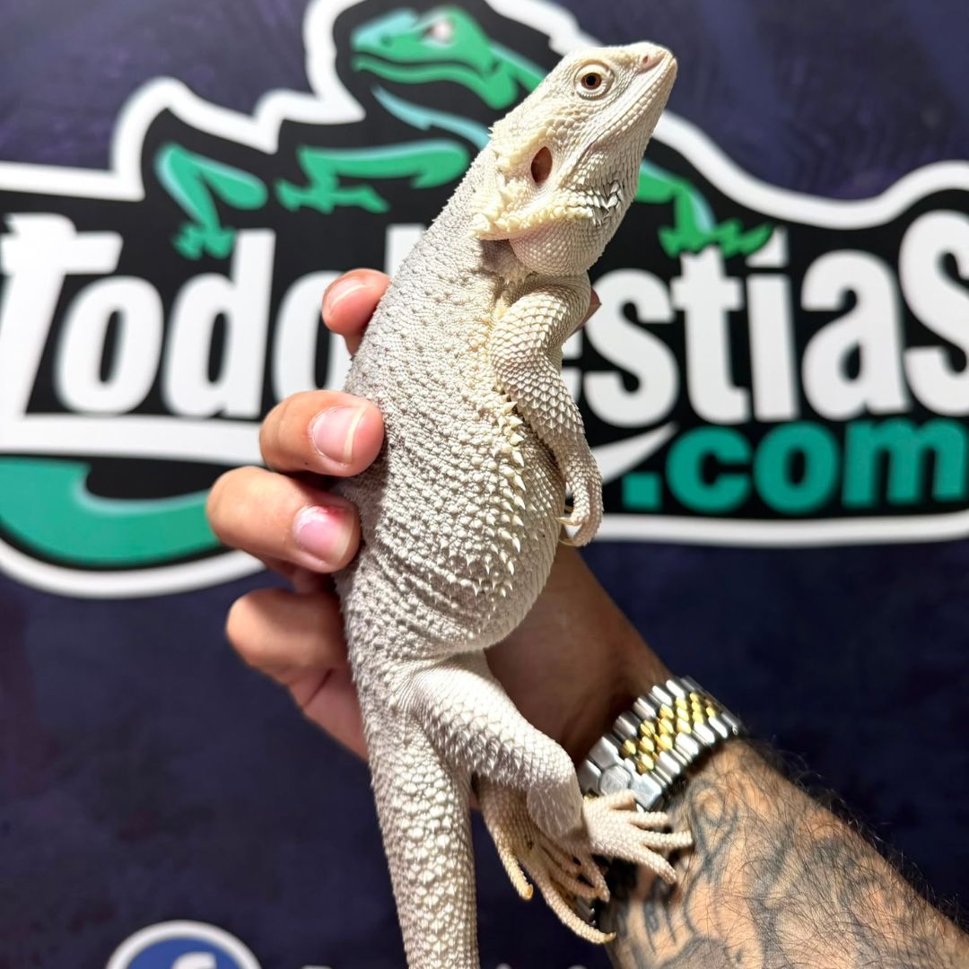 Pogona vitticeps Zero Snow