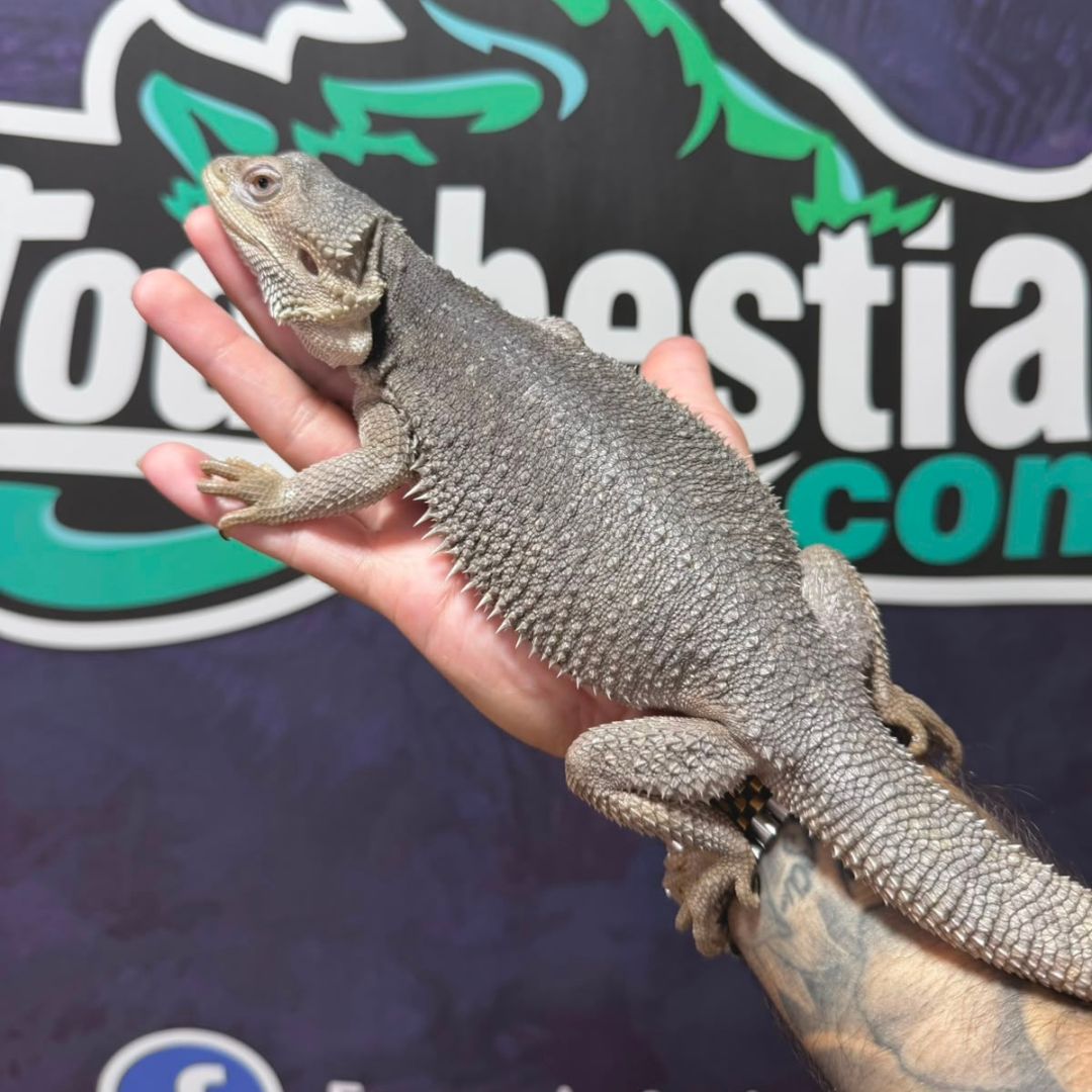 Pogona vitticeps Zero hembra adulta