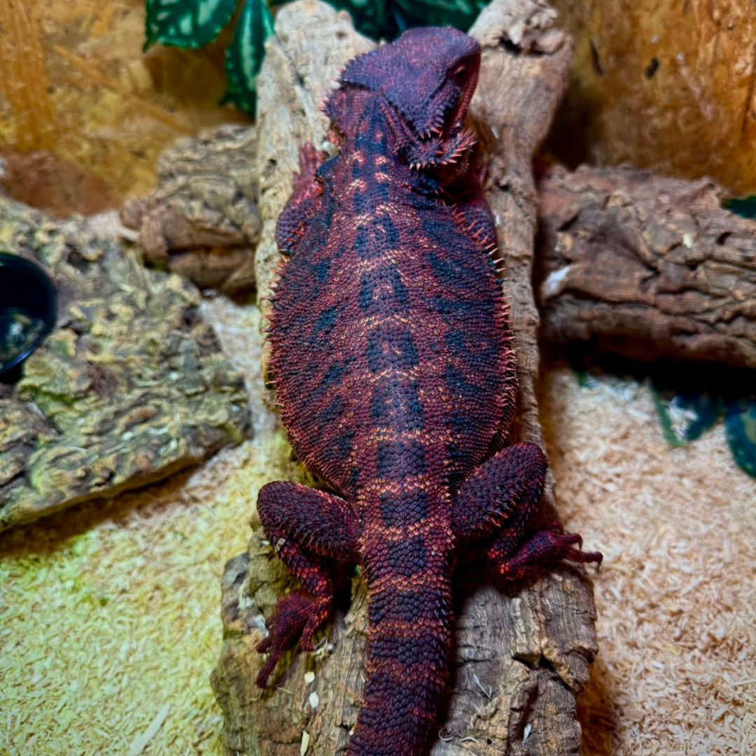 Pogona vitticeps Dark Monster