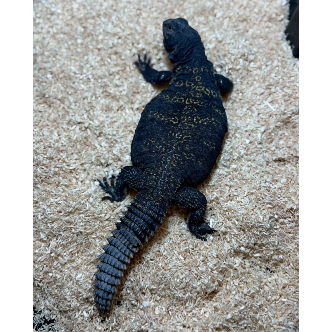 Uromastyx flavifasciata Hembra