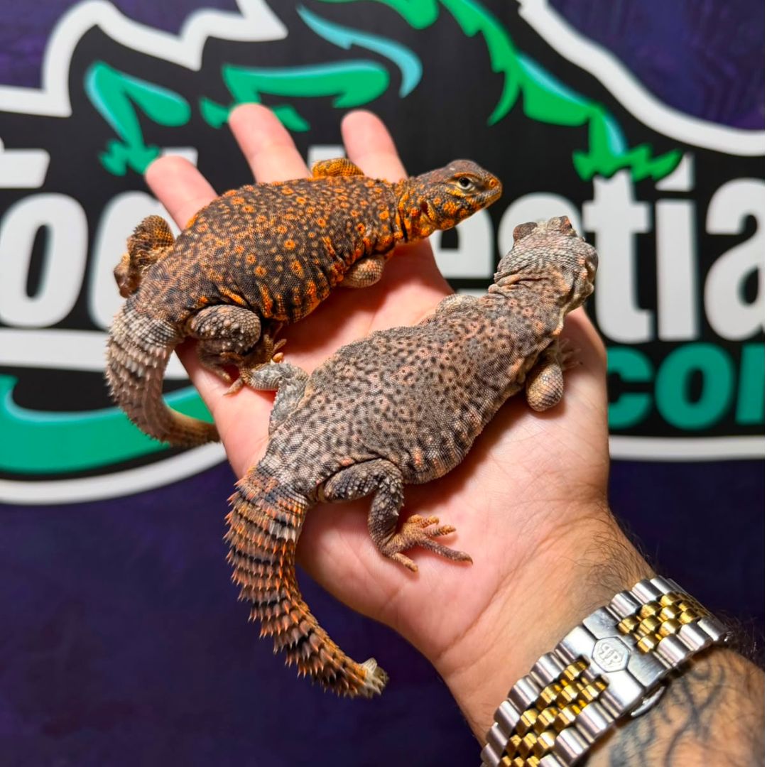 Uromastyx geyri pareja subadulta
