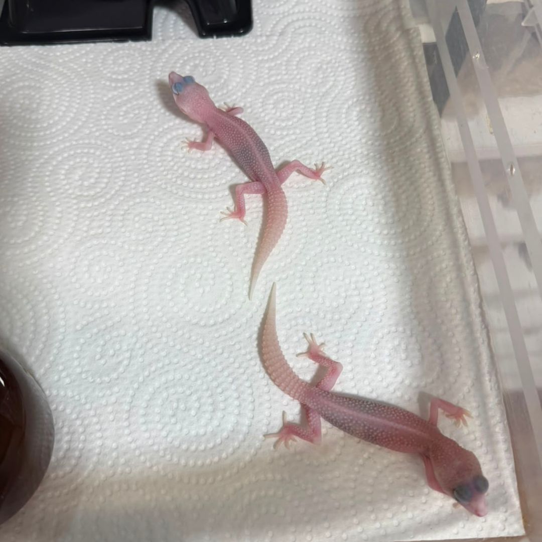 Eublepharis macularius “Diablo Blanco” - Imagen 2