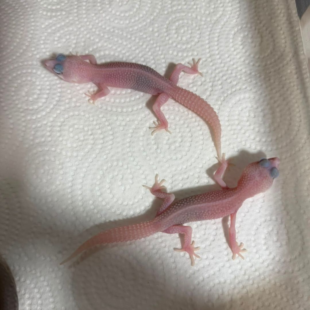 Eublepharis macularius “Diablo Blanco” - Imagen 3