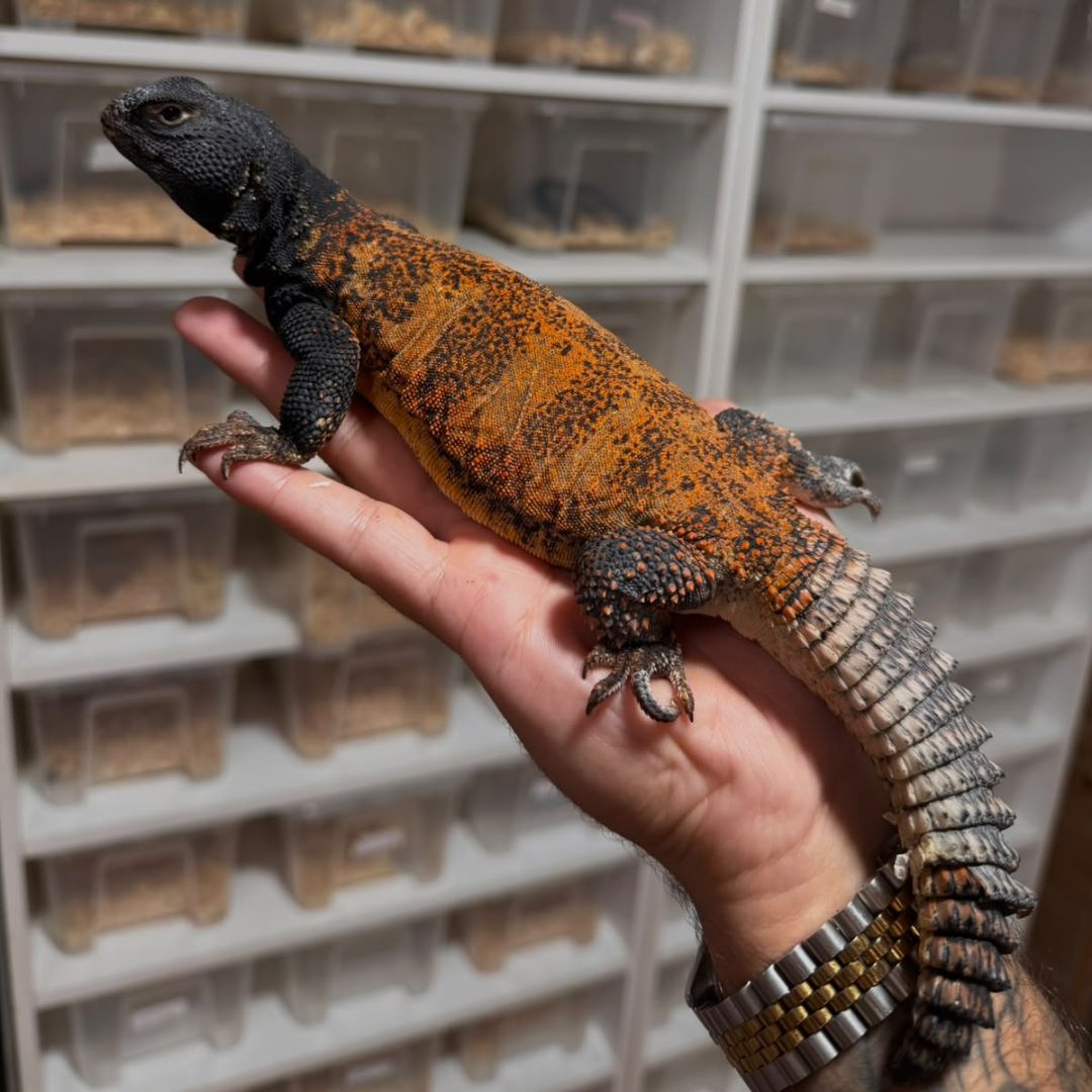 Uromastyx flavifasciata Macho