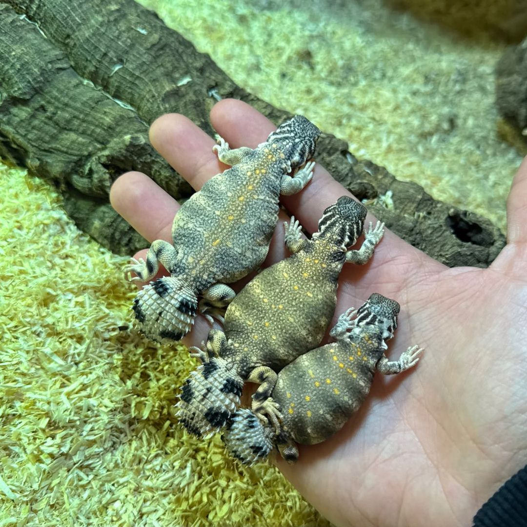 Uromastyx thomasi baby