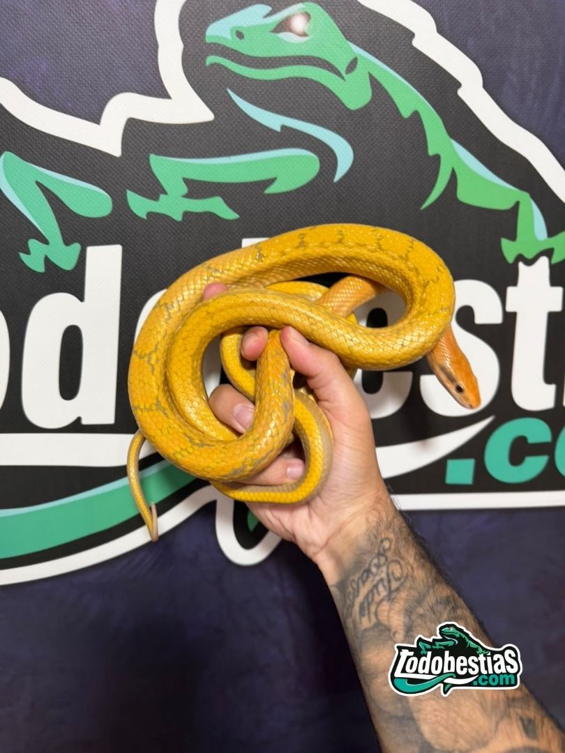 Elaphe taeniura Albina – Hembra subadulta - Imagen 2