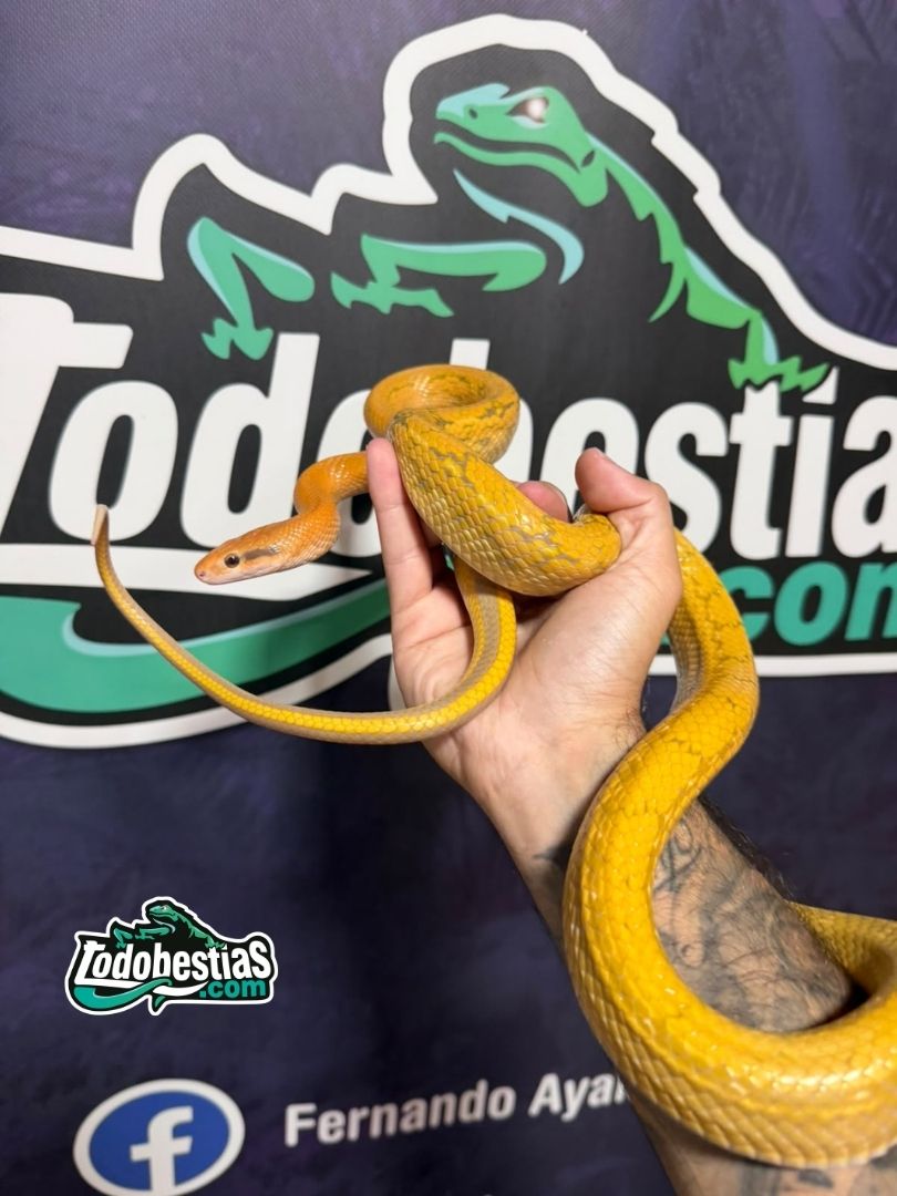 Elaphe taeniura Albina – Hembra subadulta - Imagen 3