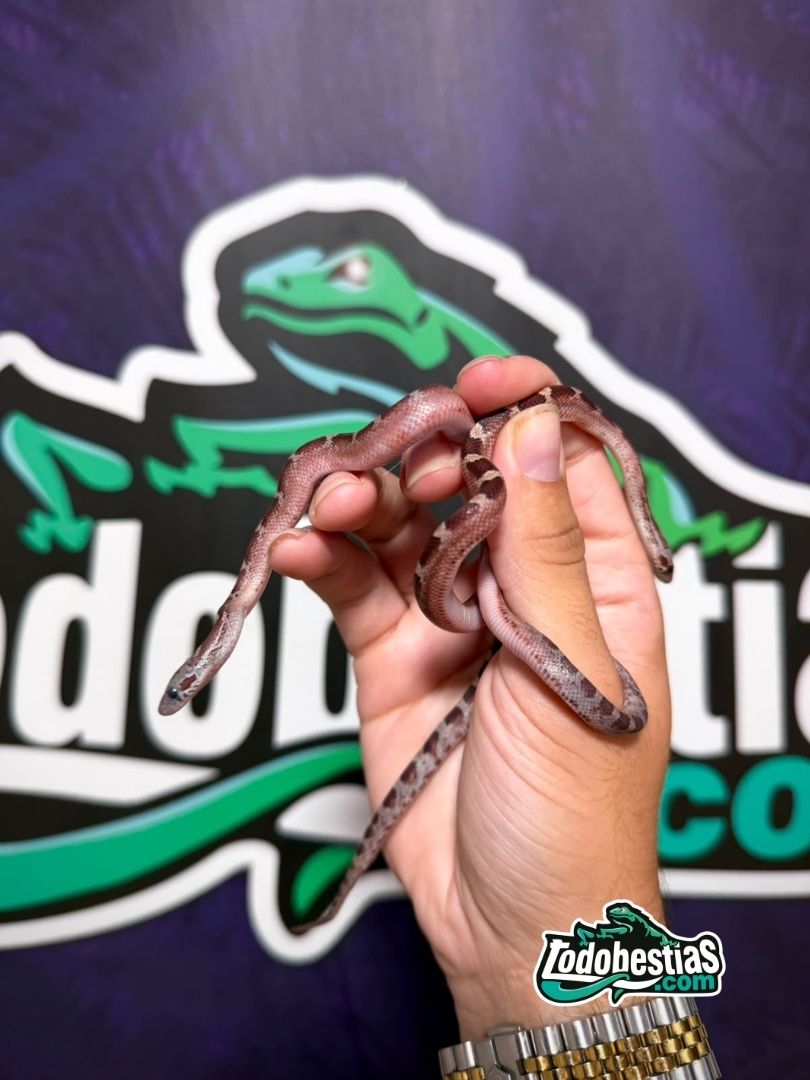 Pantherophis guttata Bloodred Het Pied – Babys