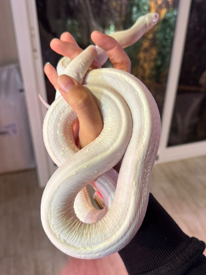 Pantherophis obsoleta Scaleless White Side Albino – Pareja adulta reproductora