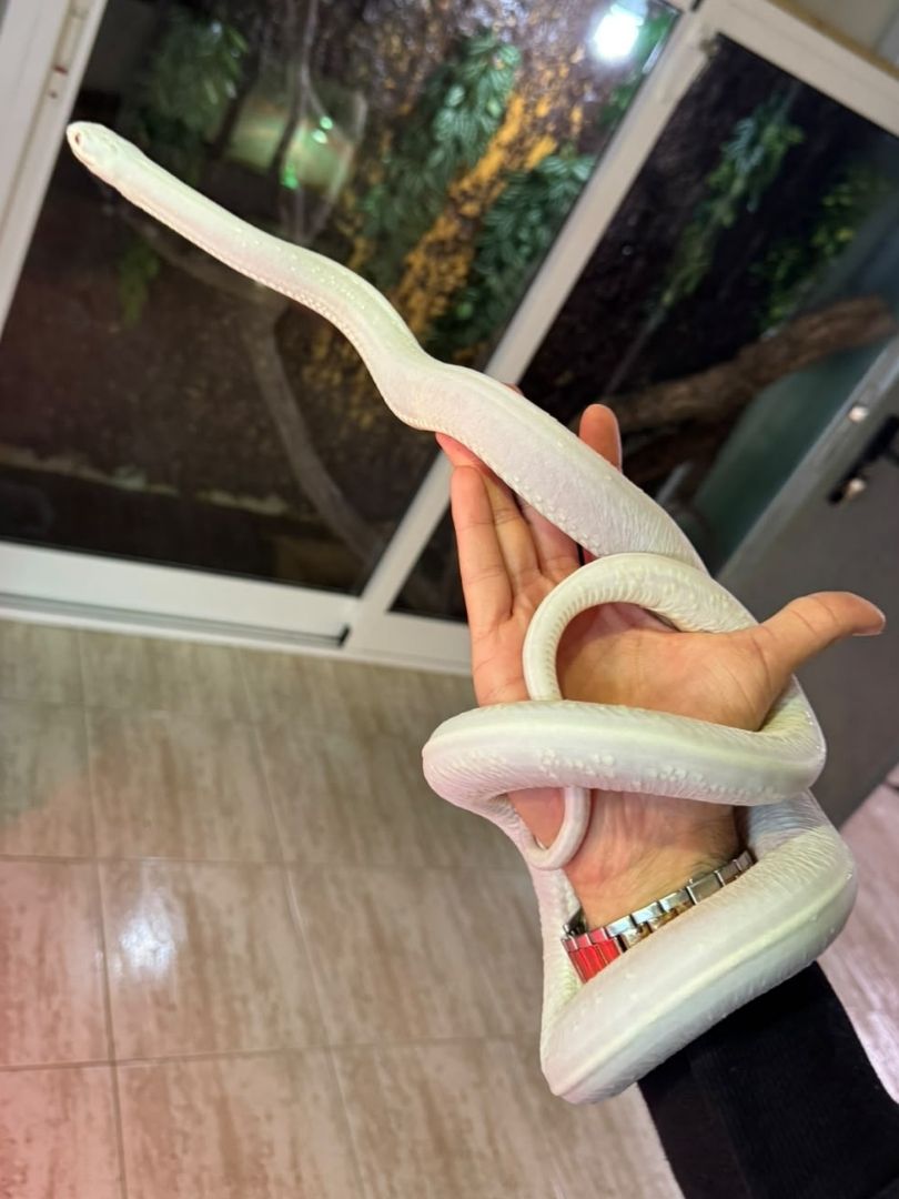 Pantherophis obsoleta Scaleless White Side Albino – Pareja adulta reproductora - Imagen 2