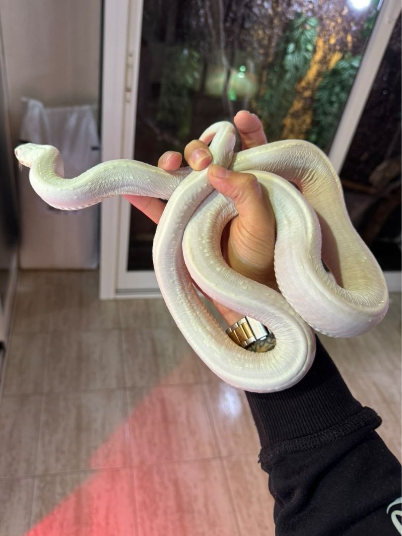 Pantherophis obsoleta Scaleless White Side Albino – Pareja adulta reproductora - Imagen 3