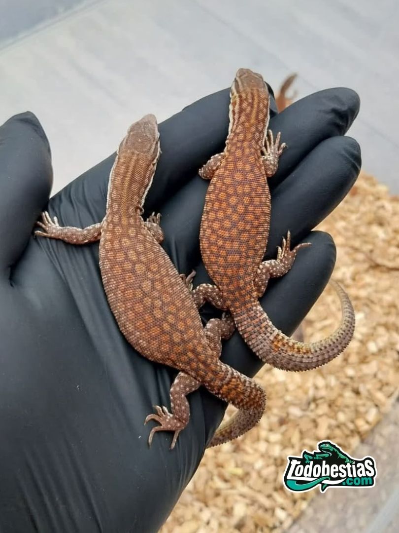 Varano acanthurus Red