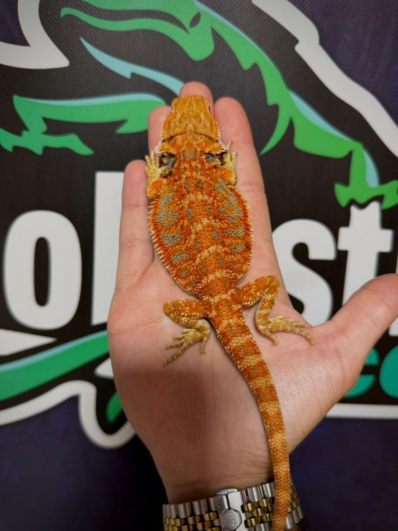 Pogona vitticeps Orange Blue Bar Hembra
