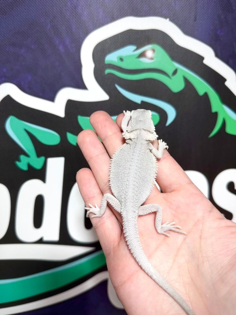 Pogona vitticeps Zero Hypo (Snow)