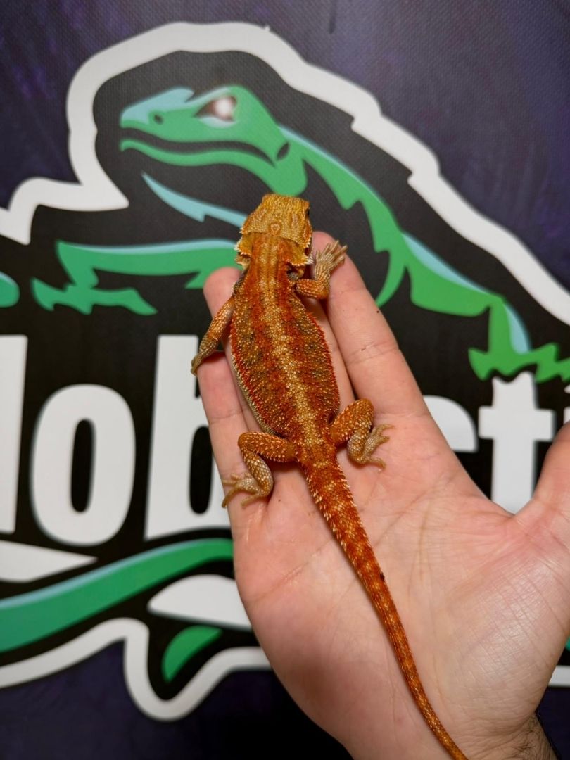 Pogona vitticeps Orange – Juveniles - Imagen 5