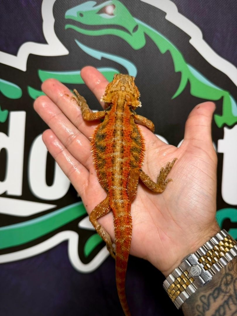 Pogona vitticeps Orange – Juveniles