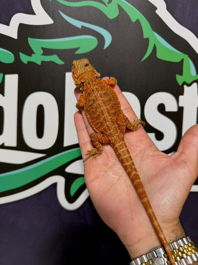 Pogona vitticeps Orange – Juveniles - Imagen 2