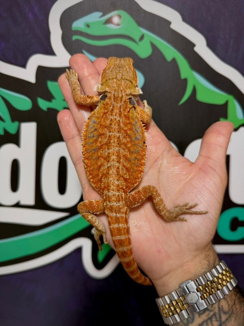 Pogona vitticeps Orange – Juveniles - Imagen 3