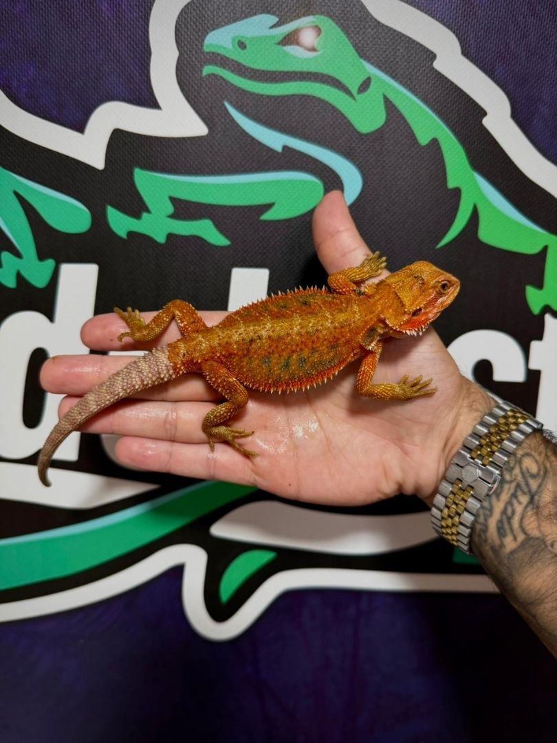 Pogona vitticeps Orange – Juveniles - Imagen 4