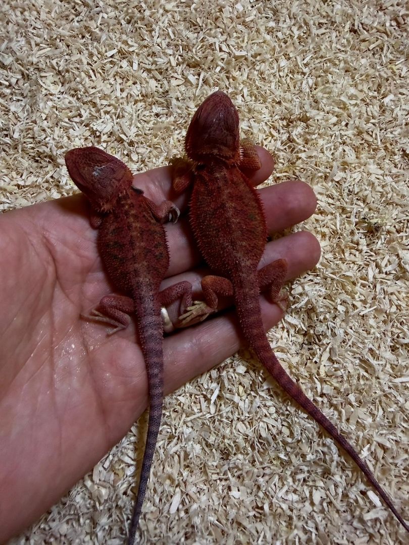 Pogona vitticeps Red Babys - Imagen 2