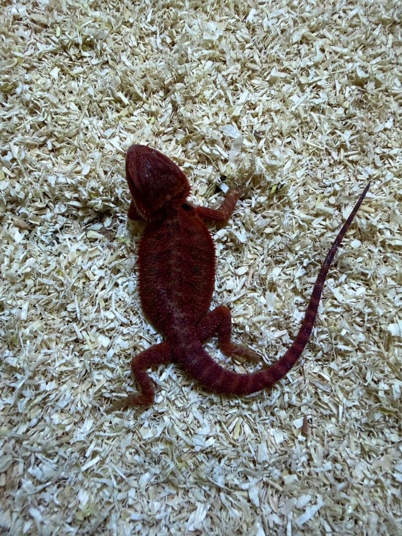 Pogona vitticeps Red Babys - Imagen 3