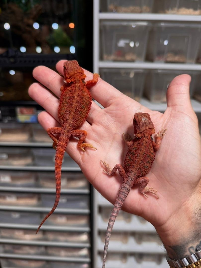 Pogona vitticeps Red Babys