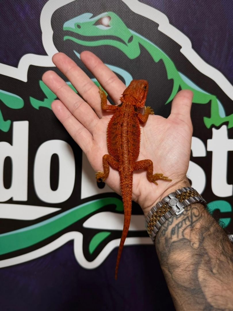 Pogona vitticeps Red Hypo trans hembra