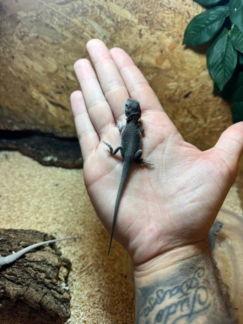 Pogona vitticeps Zero