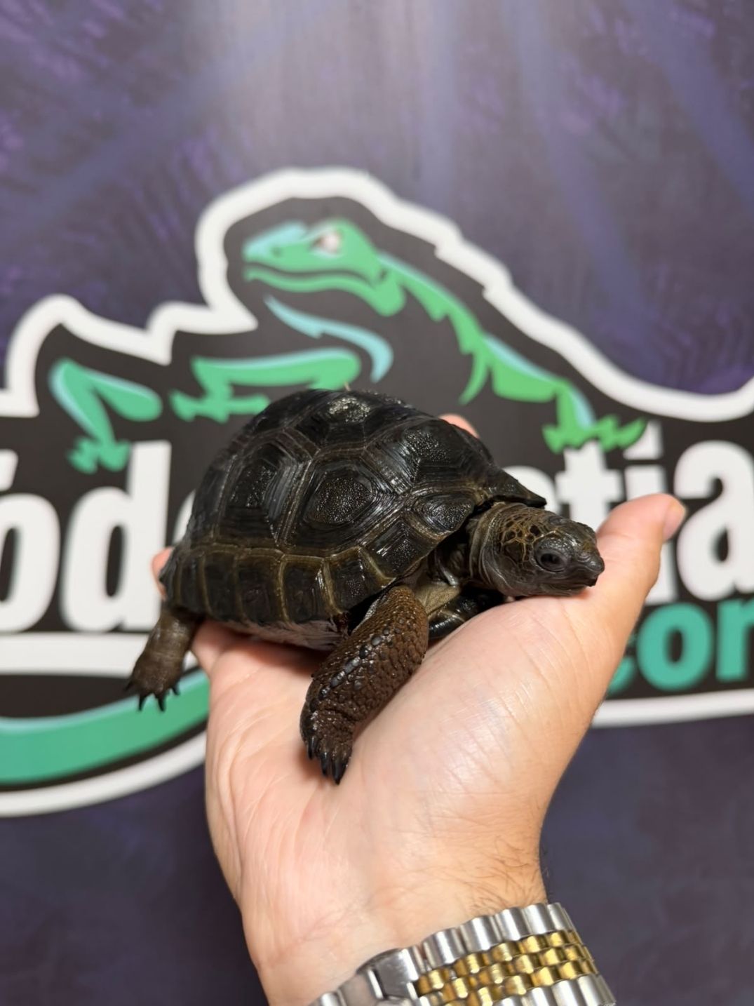 Aldabrachelys gigantea 13/14 cm - Imagen 2