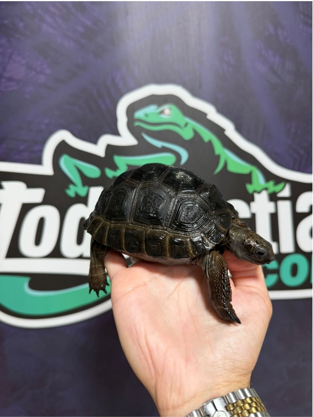 Aldabrachelys gigantea 13/14 cm - Imagen 3