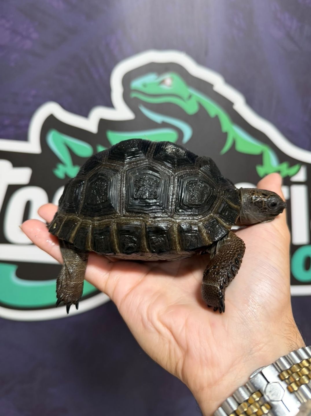 Aldabrachelys gigantea 13/14 cm