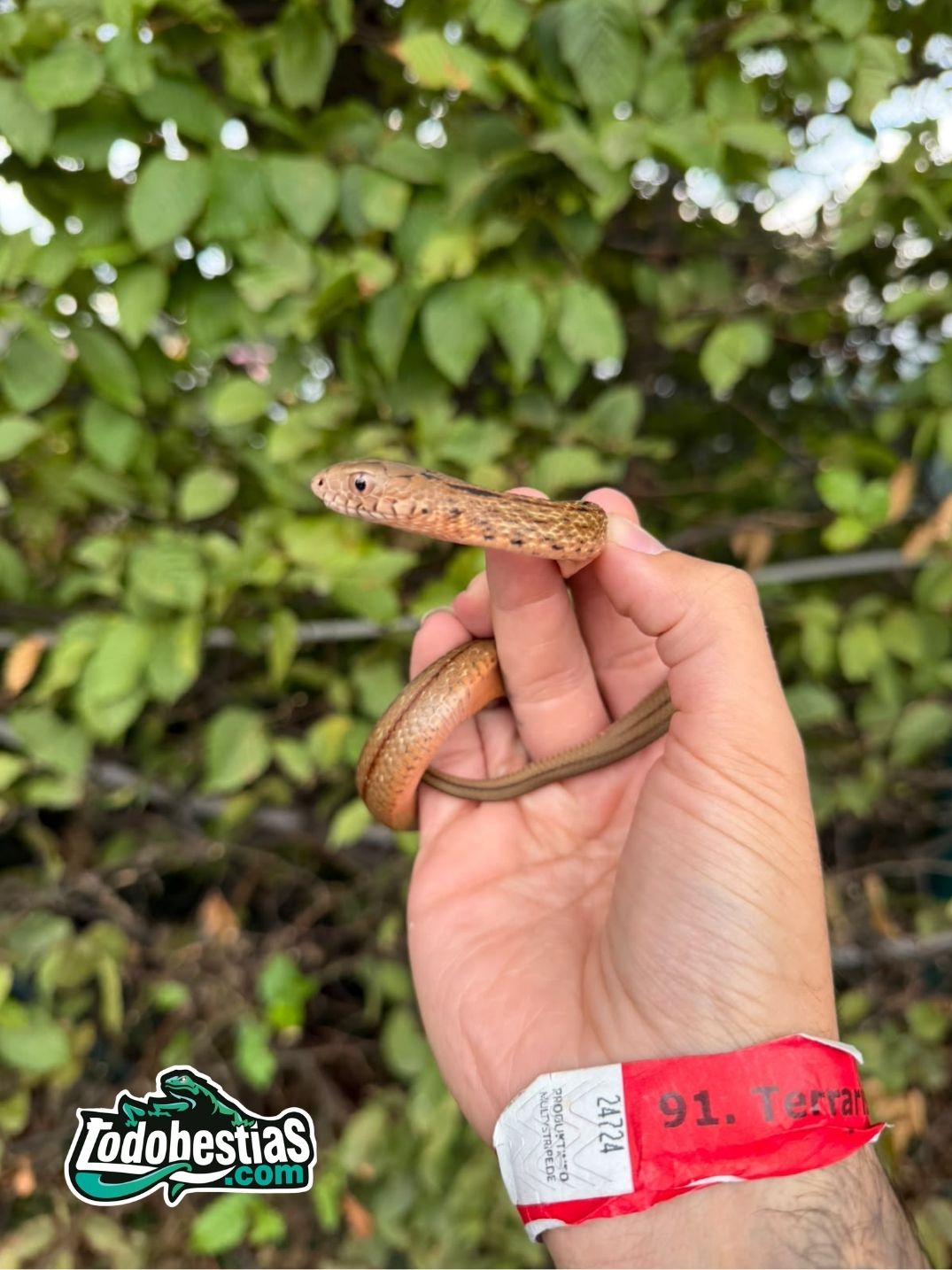 Elaphe carinata Baby