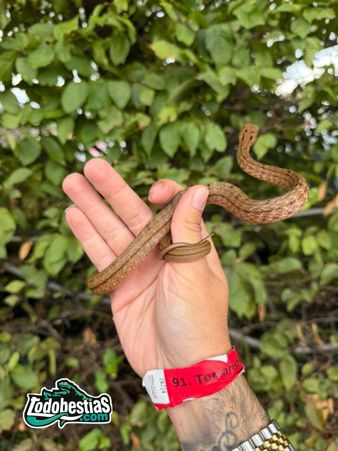 Elaphe carinata Baby - Imagen 3