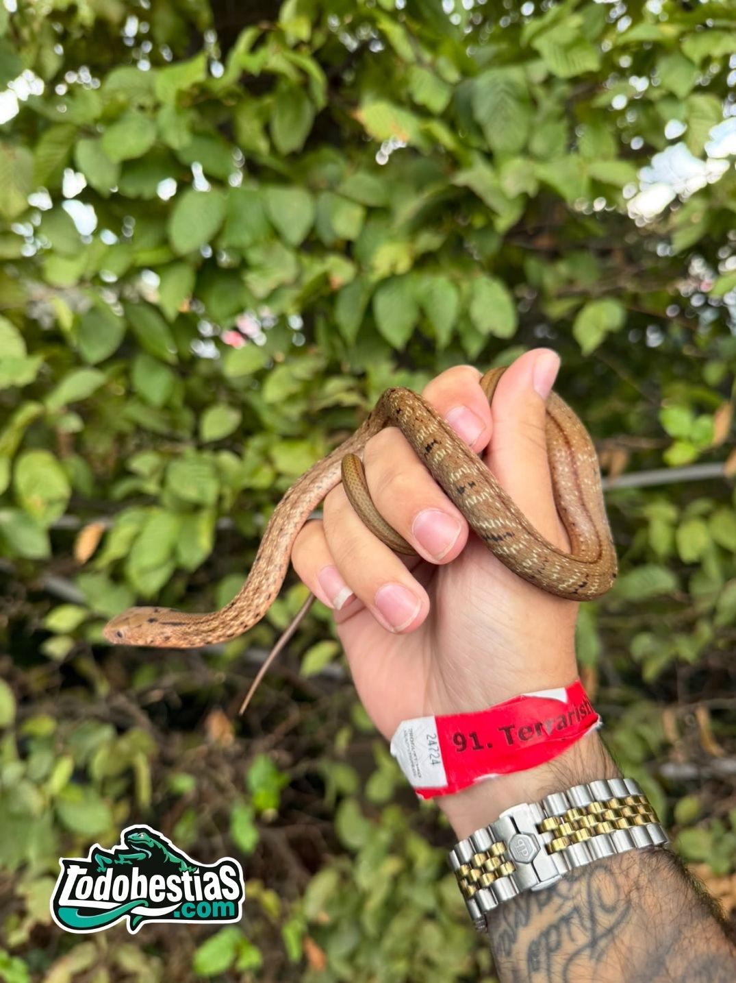 Elaphe carinata Baby - Imagen 2
