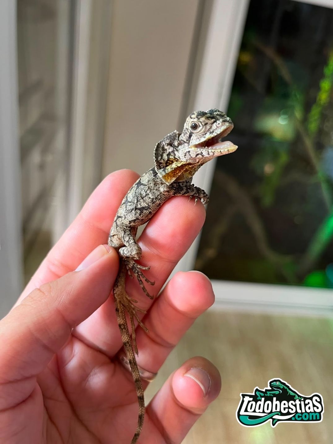 Chlamydosaurus kingii Baby
