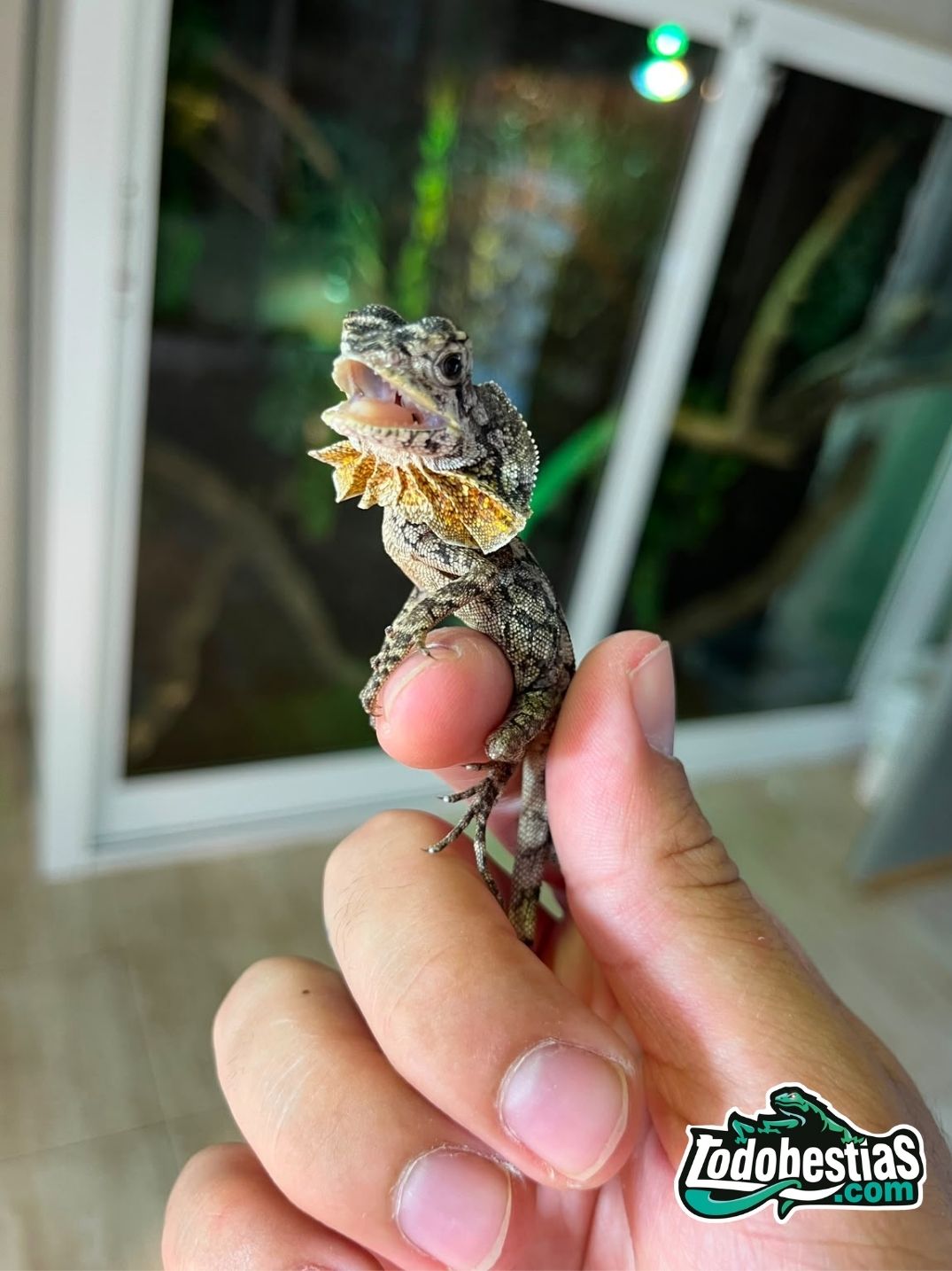 Chlamydosaurus kingii Baby - Imagen 2