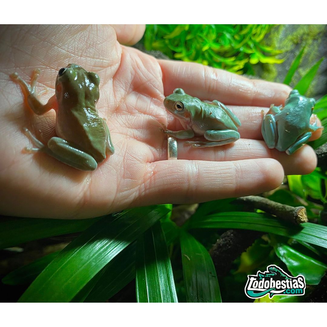 Litoria caerulea