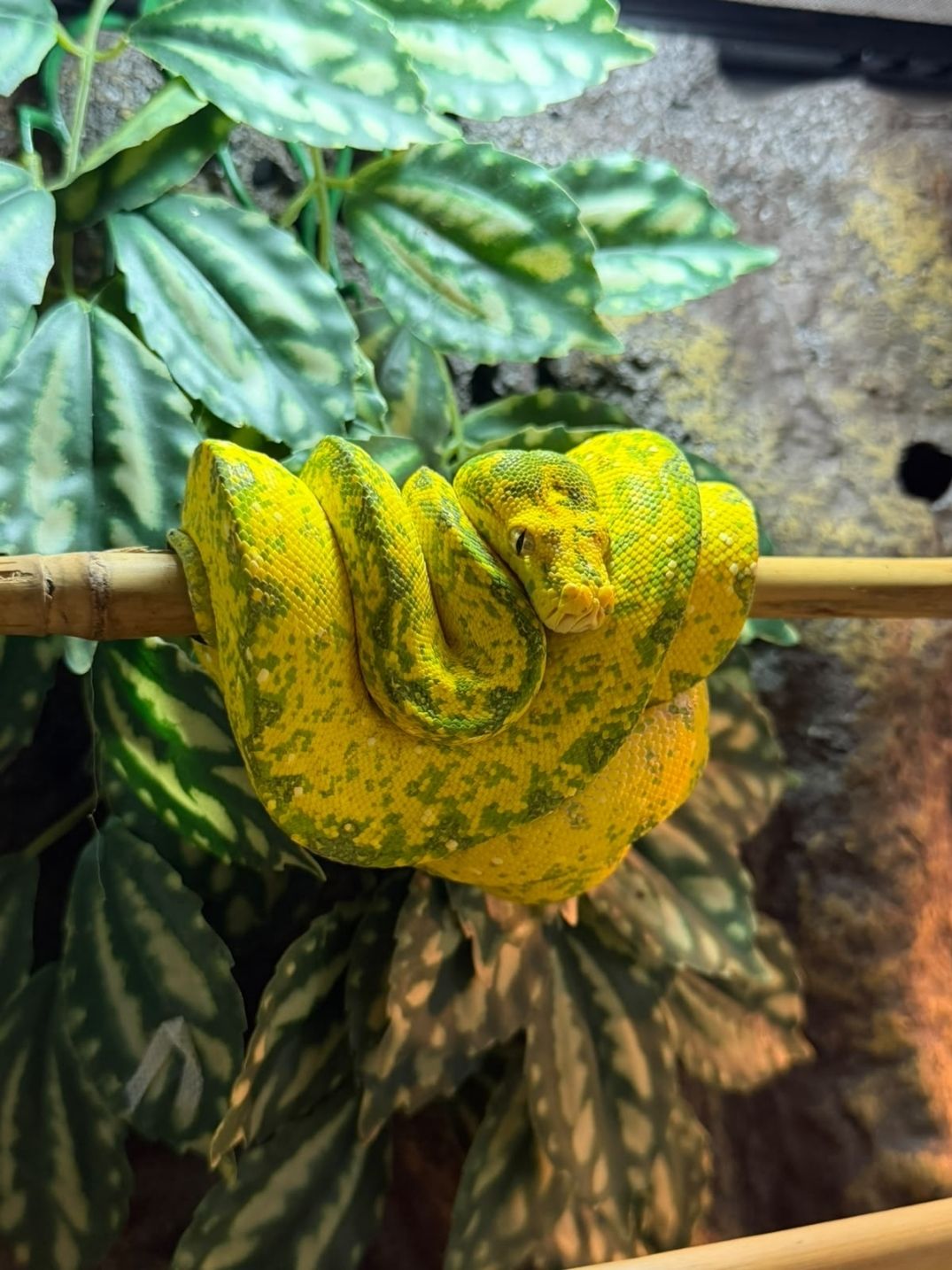 Morelia viridis biak Nº4 Hembra subadulta